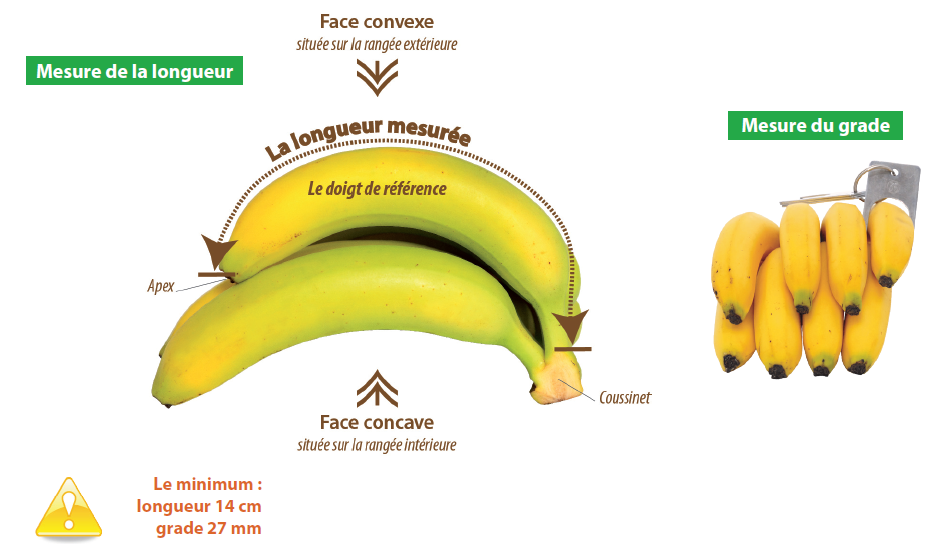 Bananes Cavendish origine Antilles Françaises - Vendues au kilo 